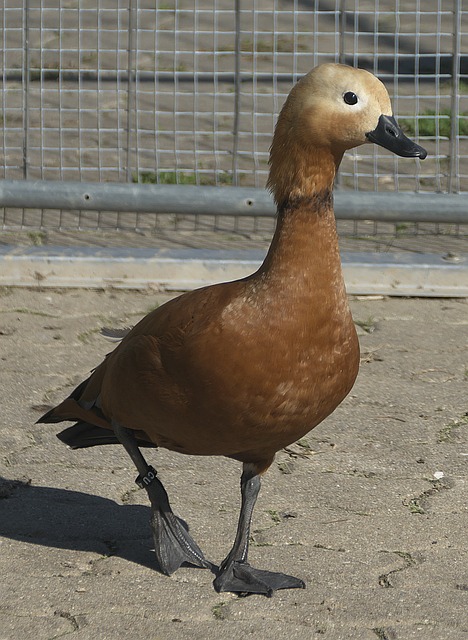 冠赛场上能